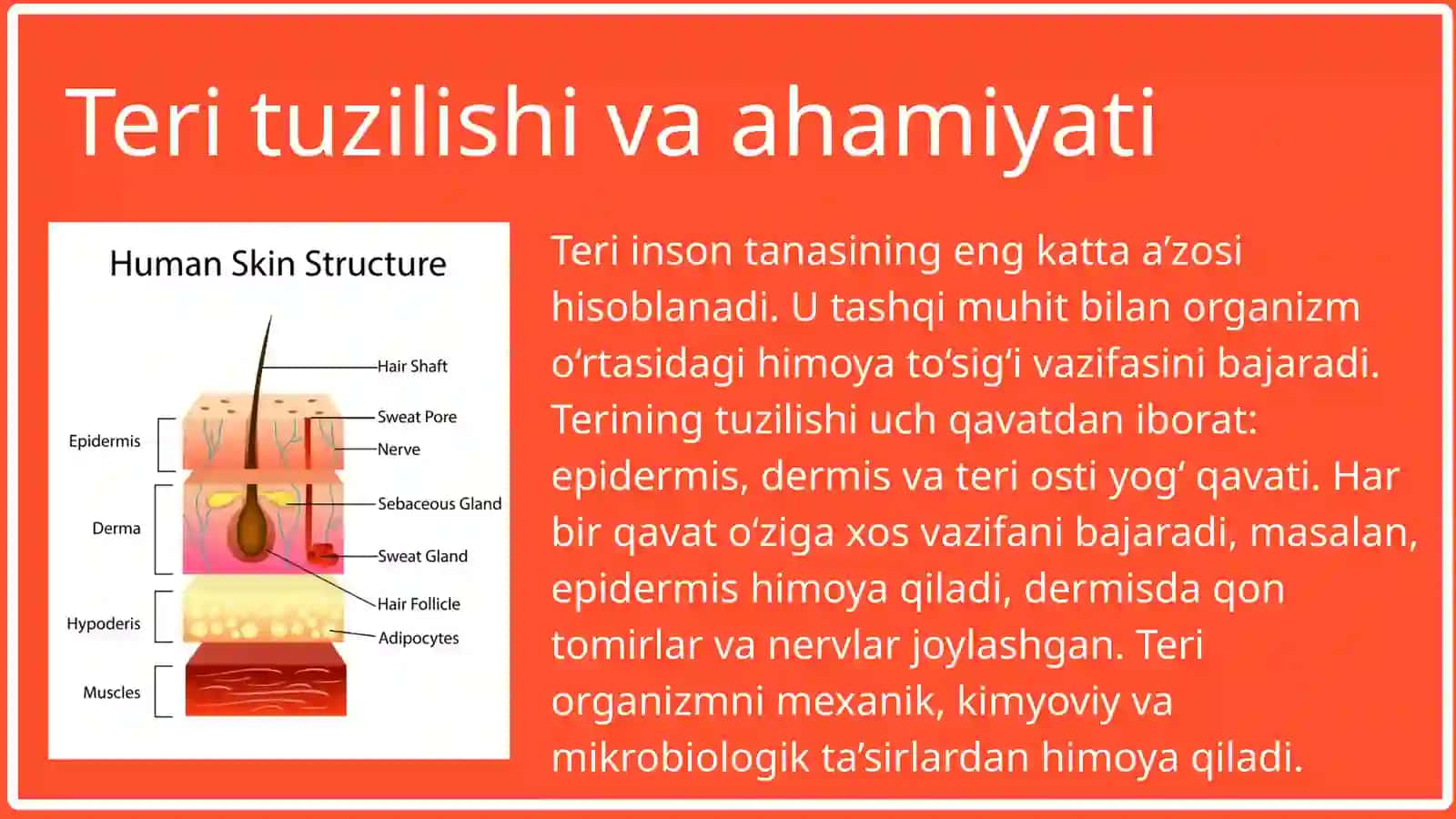 TERI VA UNING HOSILALARI: SOCHLARI, TIRNOQLAR, SUT BEZI 2