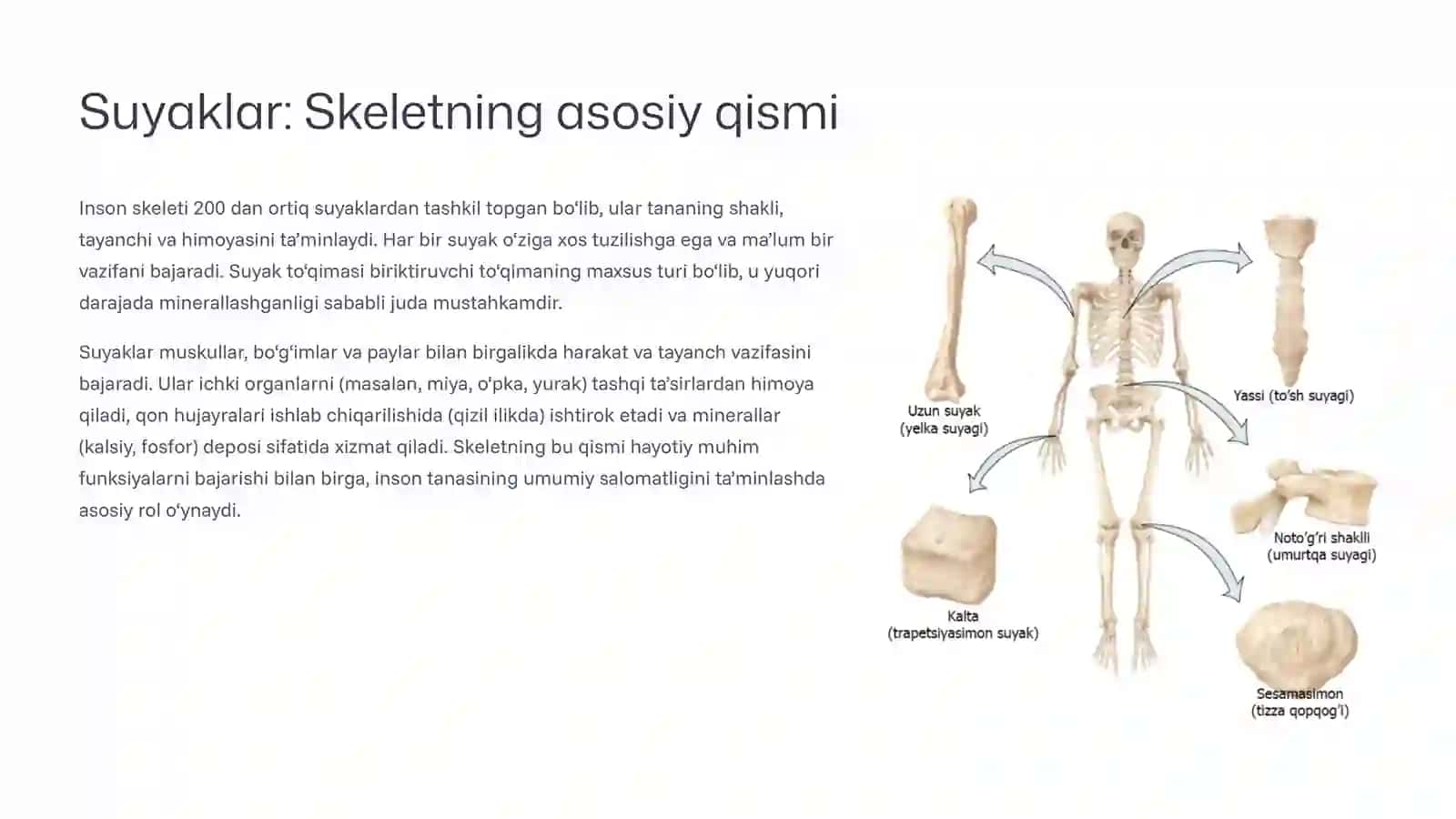 Suyak tiplari va shilliq qavat anatomiyasi 2