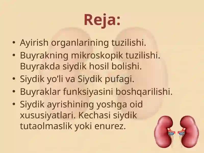 Ayirishorganlarining tuzilishi va yoshga xos xususiyatlari 2