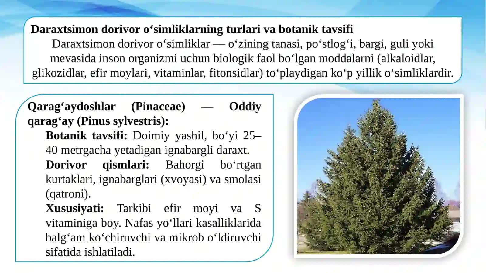 Daraxt dorivor oʻsimliklarni yetishtirish texnologiyasi. 2