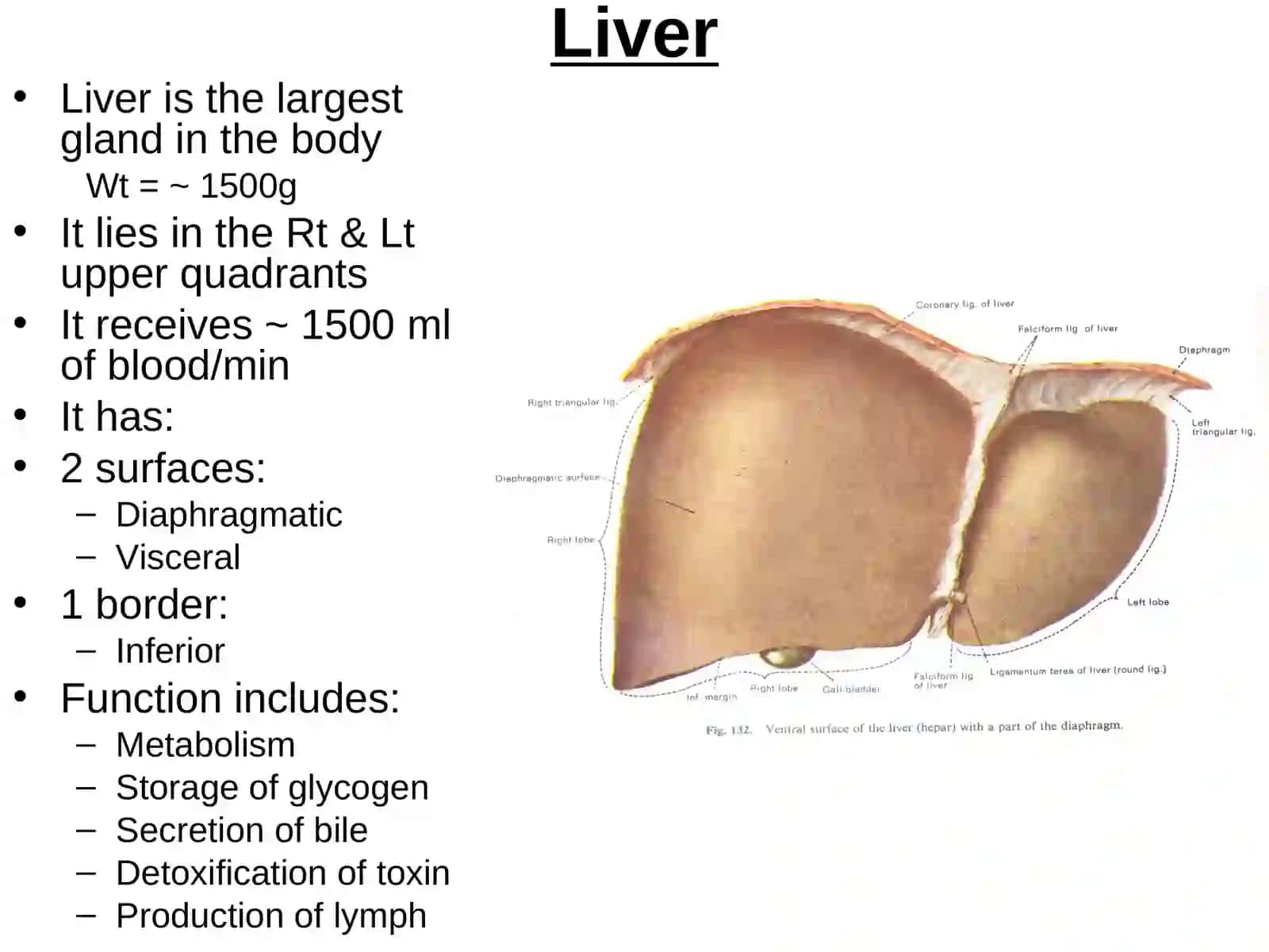 Liver, gall Bladder and extra-hepatic biliary apparatus 2
