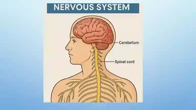 Nervous system 2