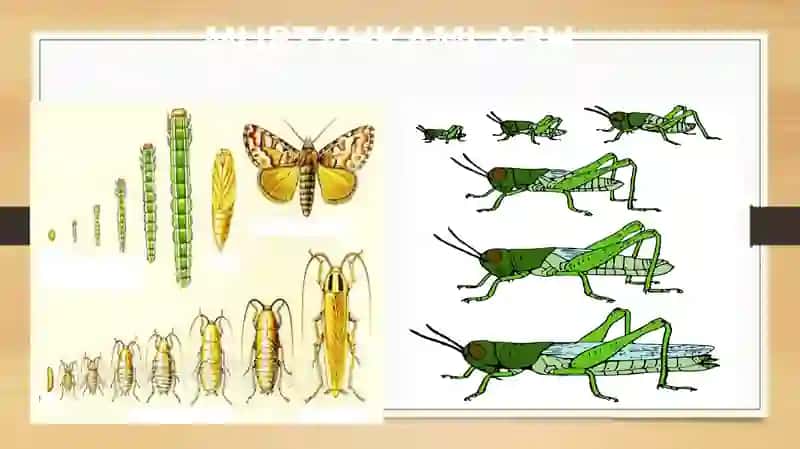 BIOLOGIYA 5-sinf MUSTAHKAMLASH BIOLOGIYA UMURTQALIHAYVONLAR 2