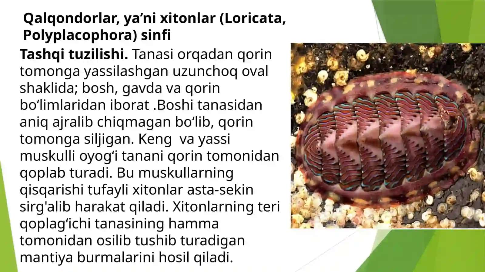 Qalqondorlar yaʼni xitonlar (Loricata, Polyplacophora) sinfi 2