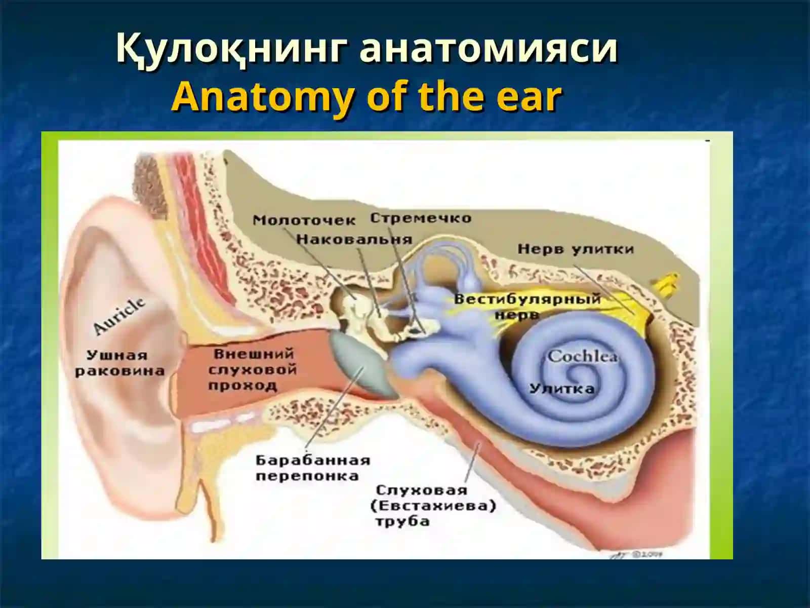 Ташқи ва ўрта қулоқнинг ўткир ва сурункали яллиғланиш касалликлари 2