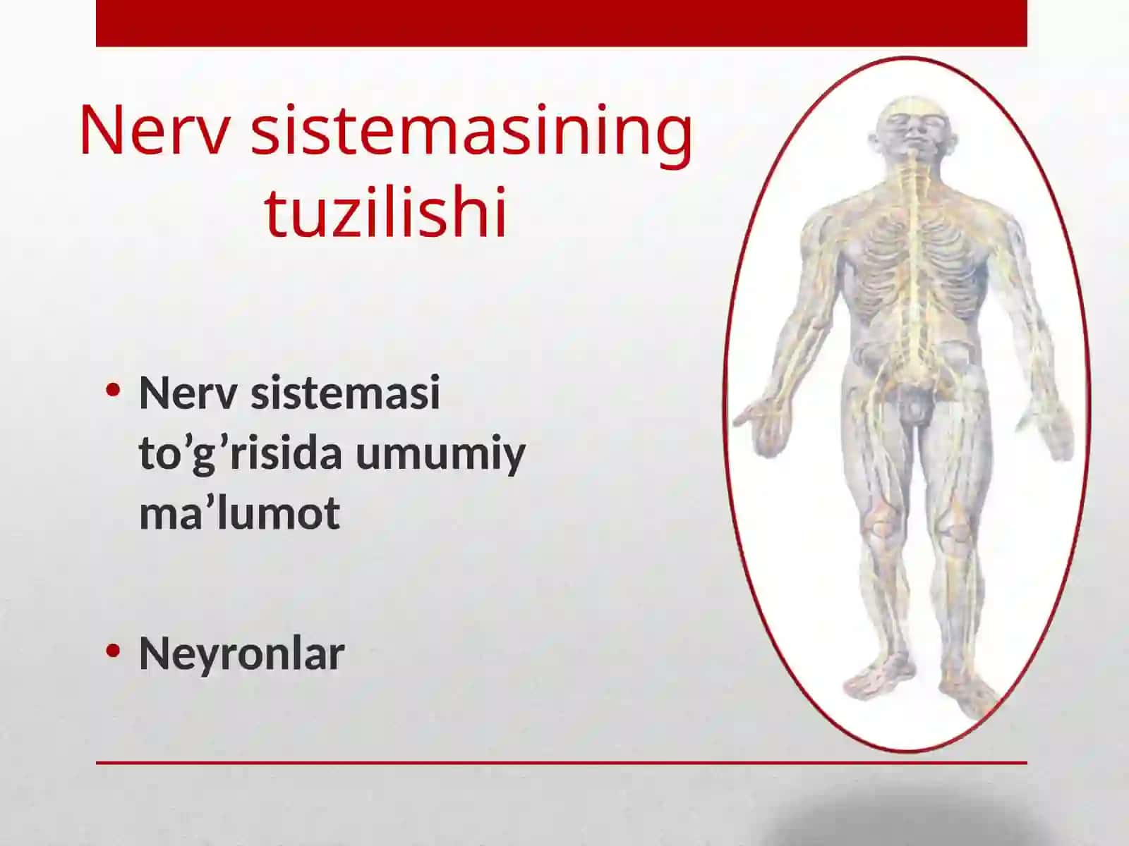 Nerv sistemasi tuzilishi to’g’risida umumiy ma’lumot 2