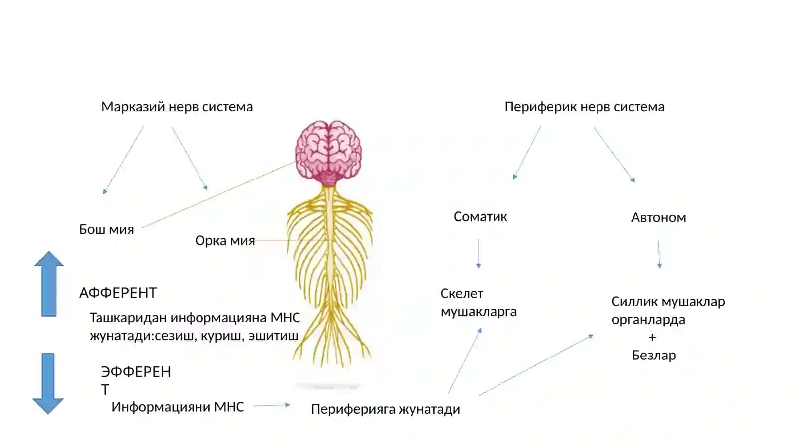 Нерв система 2