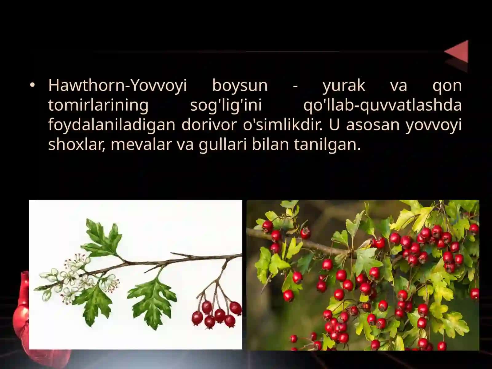 Yovvoyi bo'ysun - yurak va qon-tomir kasalliklarida qo’llanadigan dorivor o’simliklar va ularning xususiyatlari 2
