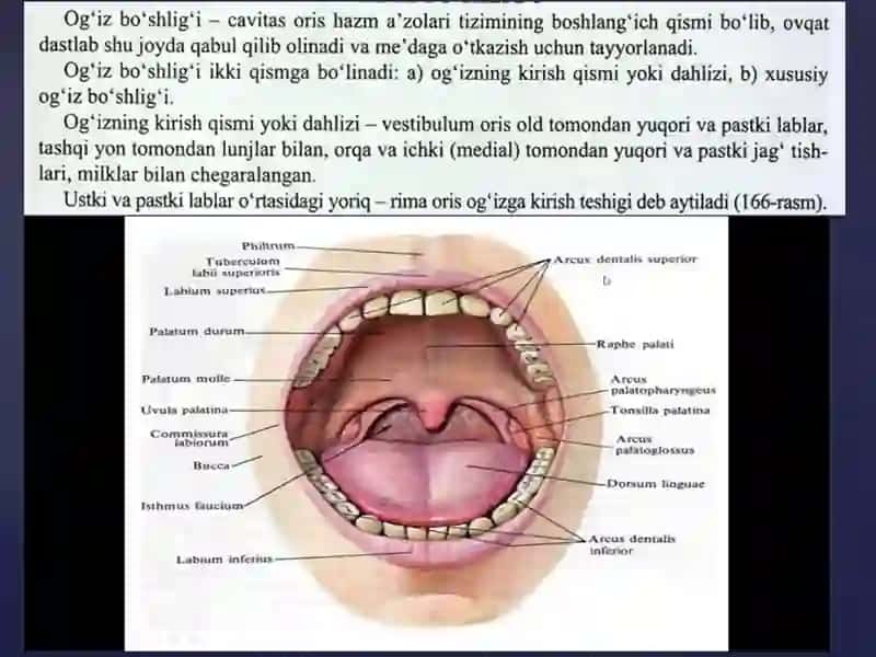 Og`izbo`shlig`i.Milklartuzilishi.Tiltuzilishi.Qattiqvayumshoqtanglay.Protezo`rnihaqidatushuncha.Kattavakichikso`lakbezlari 2