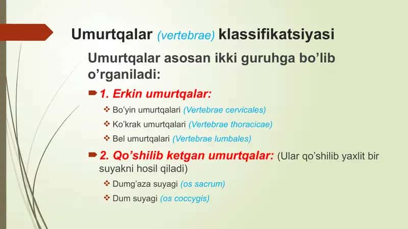 Umurtqalar anatomiyasi 2