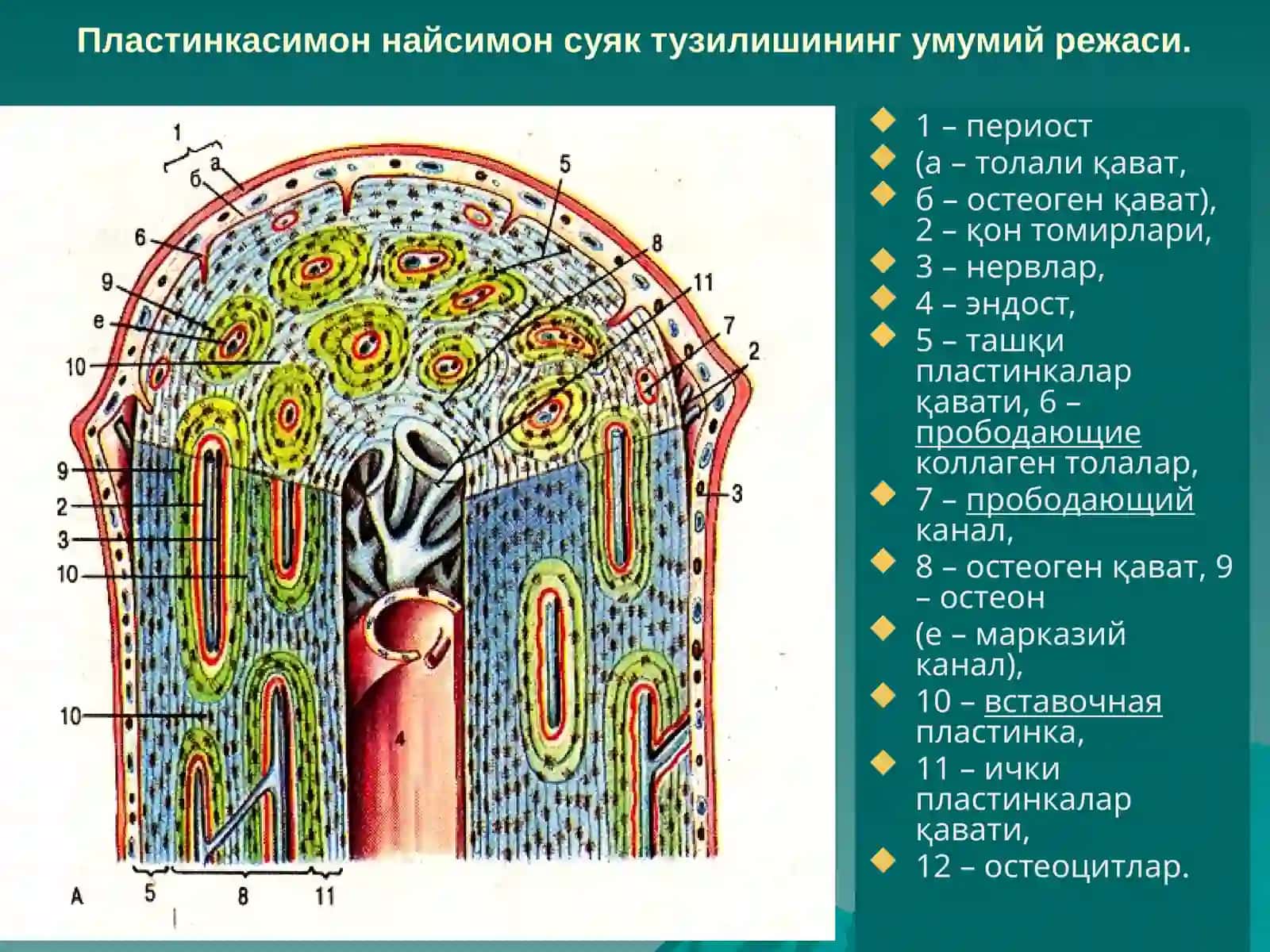 СУЯК ТЎҚИМА 2