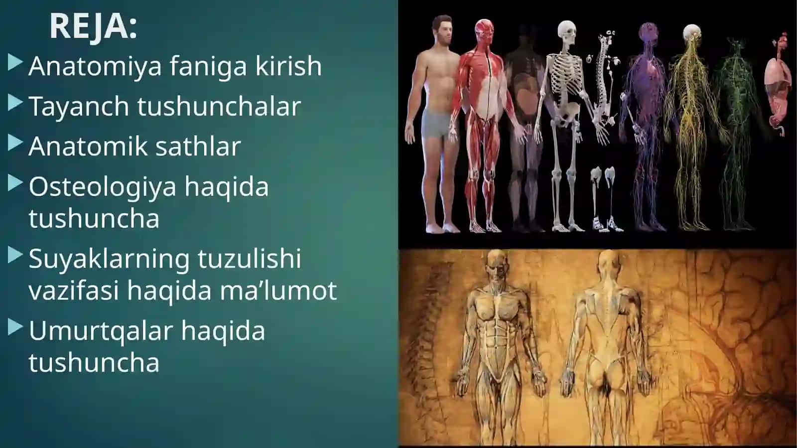 Umumiyosteologiya.Skelethaqidaumumiytushuncha.Sathlarhaqidatushuncha.Boshlangichterminologiya.Suyaklarningtuzilishi 2