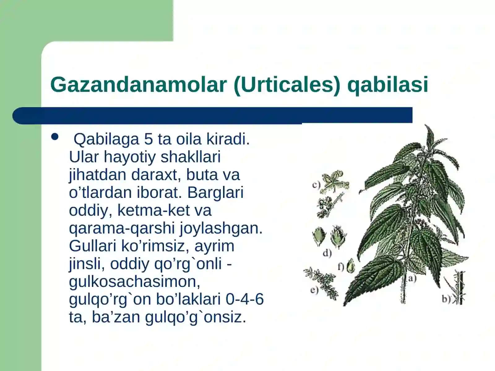 Gazandanamolar Qabila 2