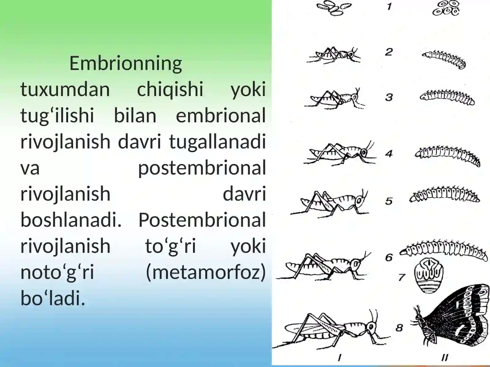Postembrional rivojlanish 9-sinf biologiya .Postembrional rivojlanish 2