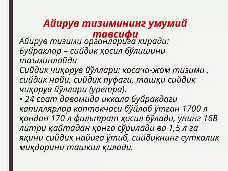 Nefron gistologiyasi 2