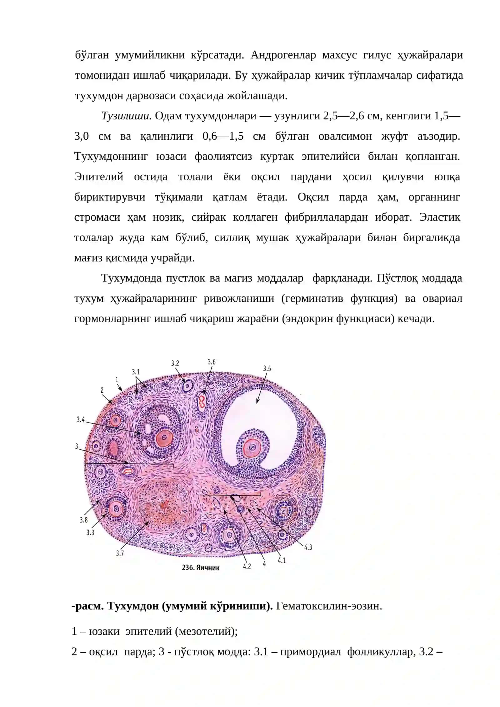 XXV боб Аёллар репродуктив системаси 2