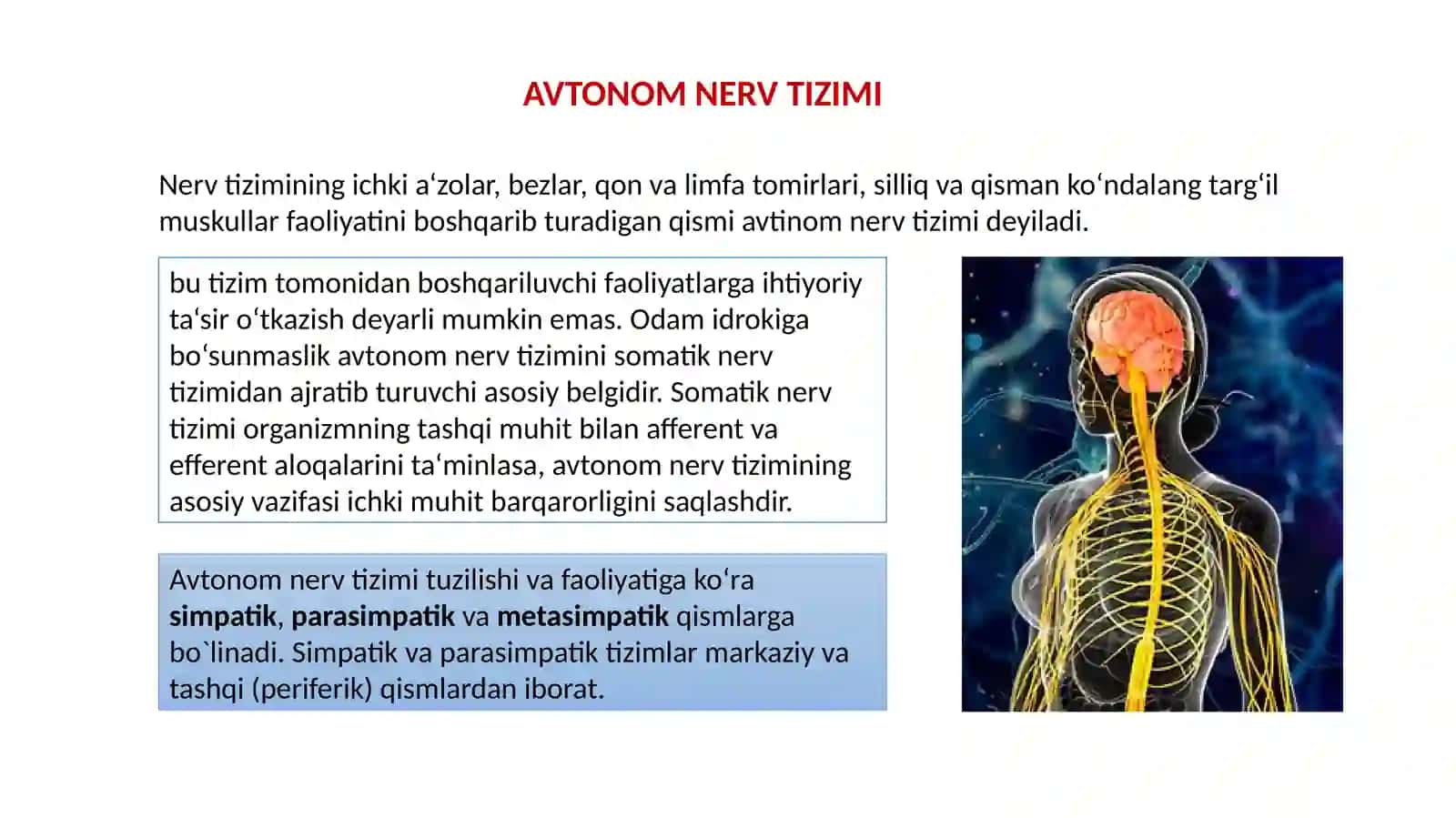 AVTONOM NERV TIZIMI 2