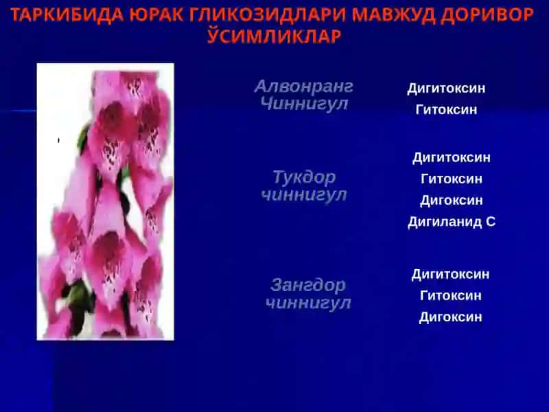ТАРКИБИДА ЮРАК ГЛИКОЗИДЛАРИ МАВЖУД ДОРИВОР   ЎСИМЛИКЛАР 2