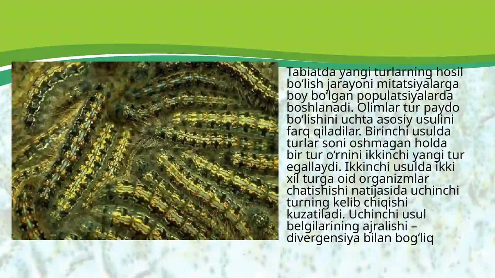 Turlarning paydobo‘lishi 2