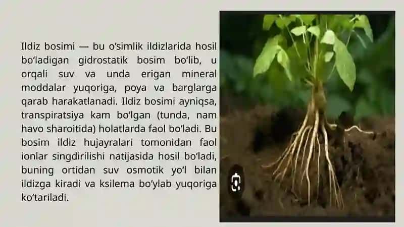Ildiz Bosimi 2