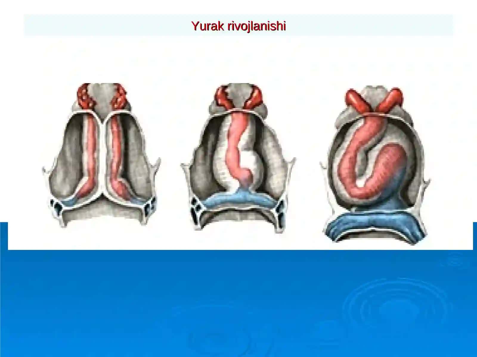 YURAK O'SMALARI. YURAK TRASPLANTOLOGIYASI 2