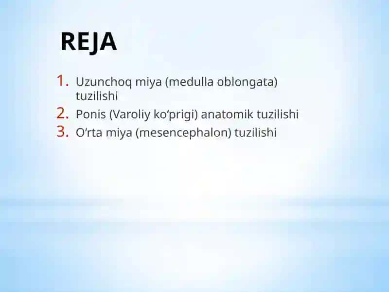 Uzunchoq miya, ponis va o‘rta miya anatomik tuzilishi 2
