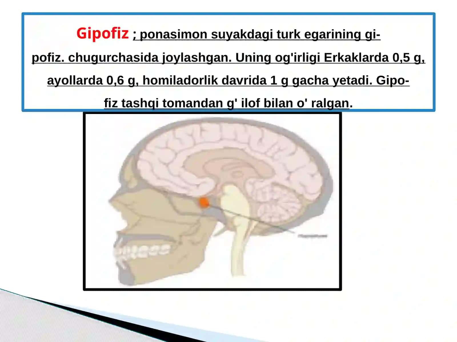 ENDOKIRN TIZIM ICHI SEKRITSIA BEZLARI TUZLISHI 2