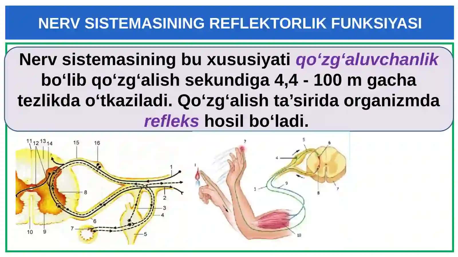Nerv Sistemasining Reflektorlik Funksiyasi 2