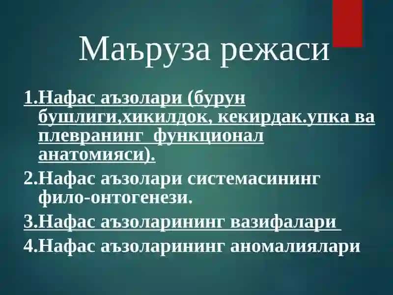 НАФАС АЪЗОЛАРИНИНГ ФУНКЦИОНАЛ АНАТОМИЯСИ 2
