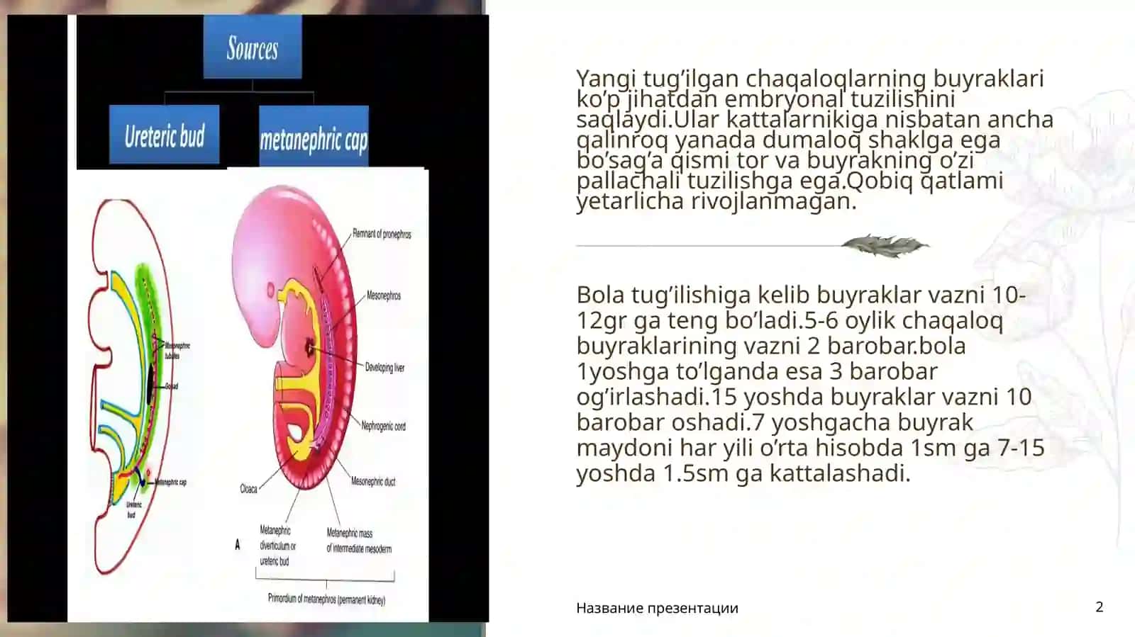 Bolalarda buyrak anatoma fiziologik xususiyatlari 2