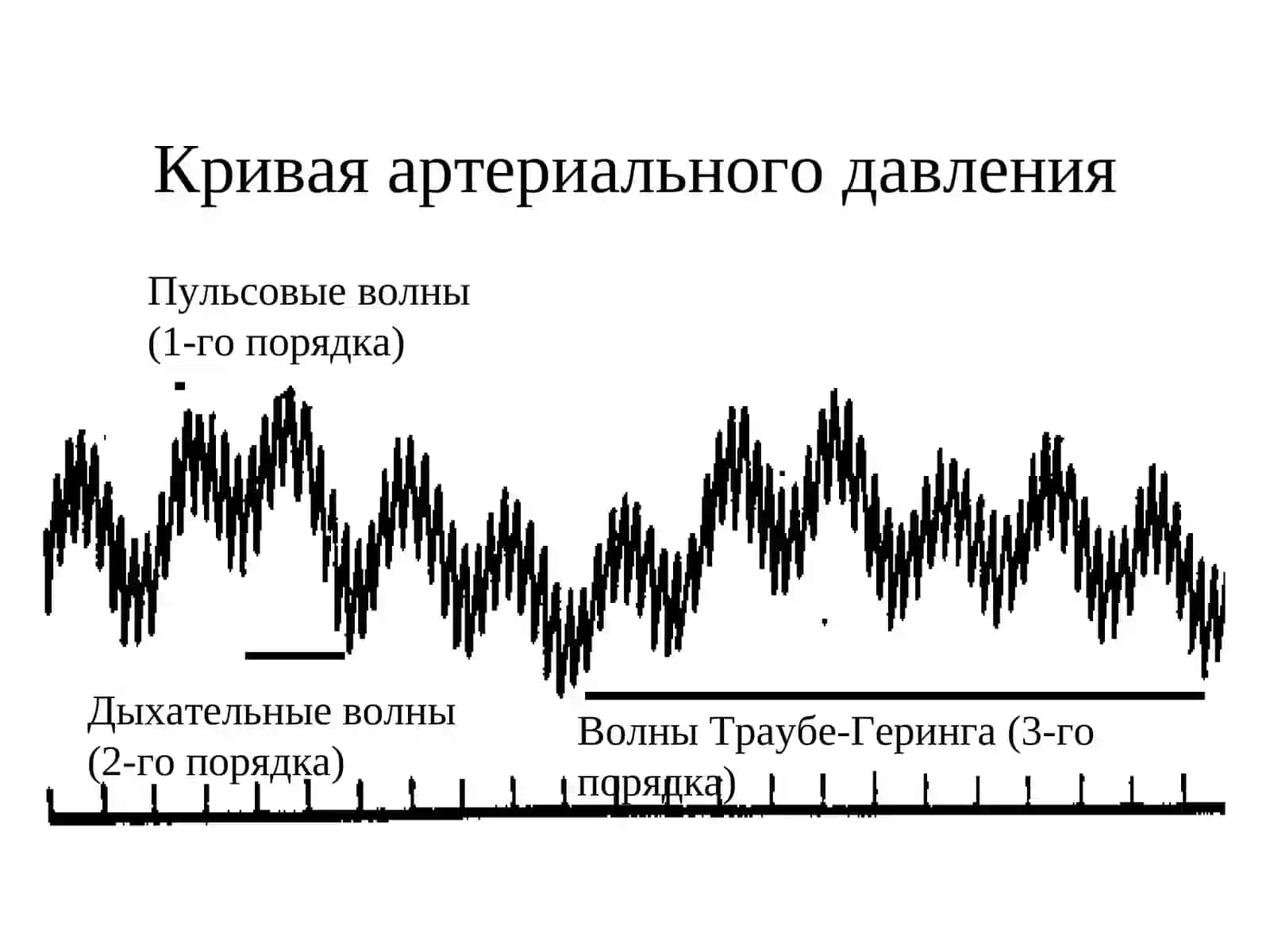 ЛЕКЦИЯ 19: АРТЕРИАЛЬНОЕ ДАВЛЕНИЕ И ЕГО РЕГУЛЯЦИЯ 2