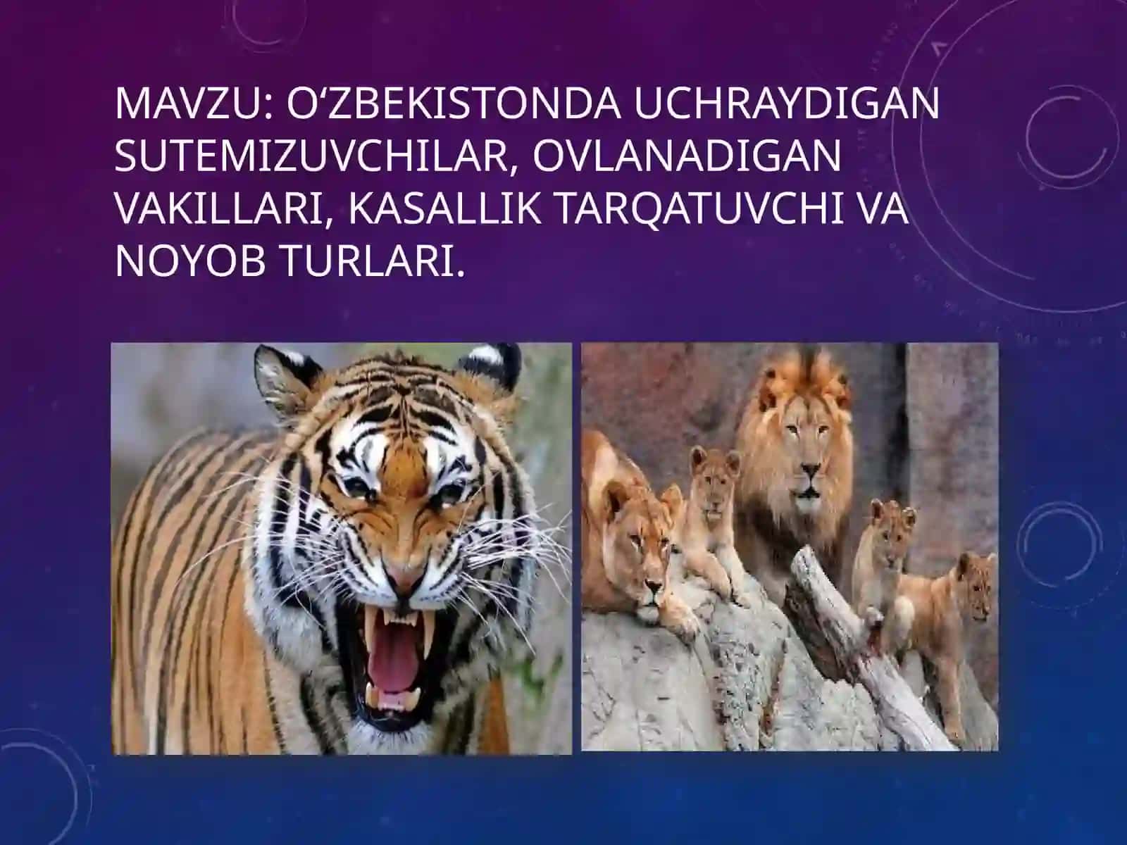 Oʻzbekistonda uchraydigan sutemizuvchilar, ovlanadigan vakillari, kasallik tarqatuvchi va noyob turlari 2