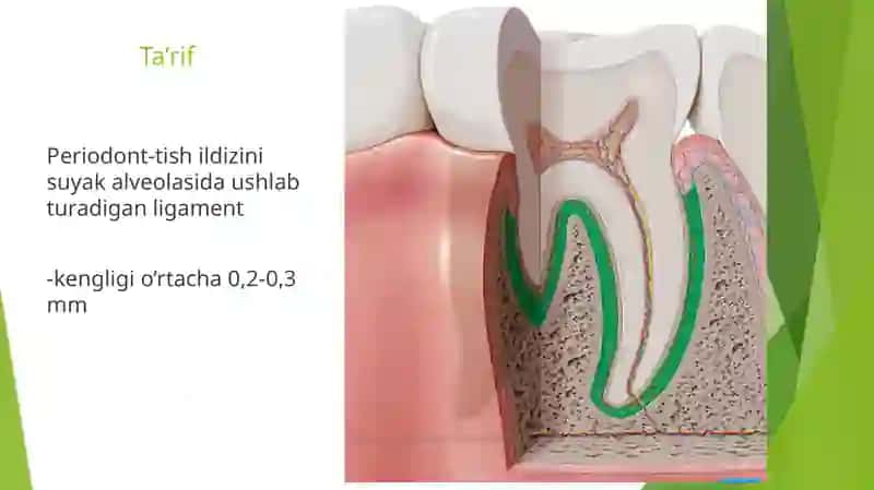 Periodontto’qimasi anatomik va funksiyonal xususiyatlari 2
