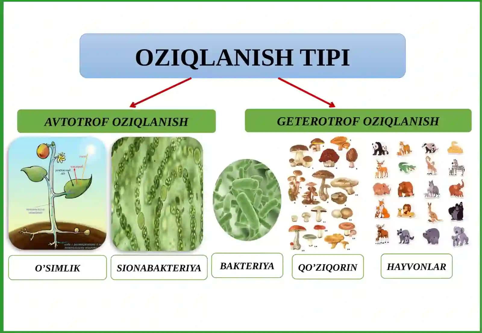O‘SIMLIKLARNING KIMYOVIY TARKIBI VA OZIQLANISHI 2