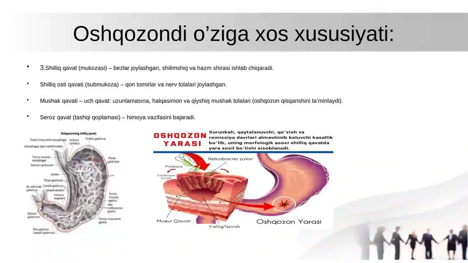 Oshqozon fiziologiyasi: Rasulov 2