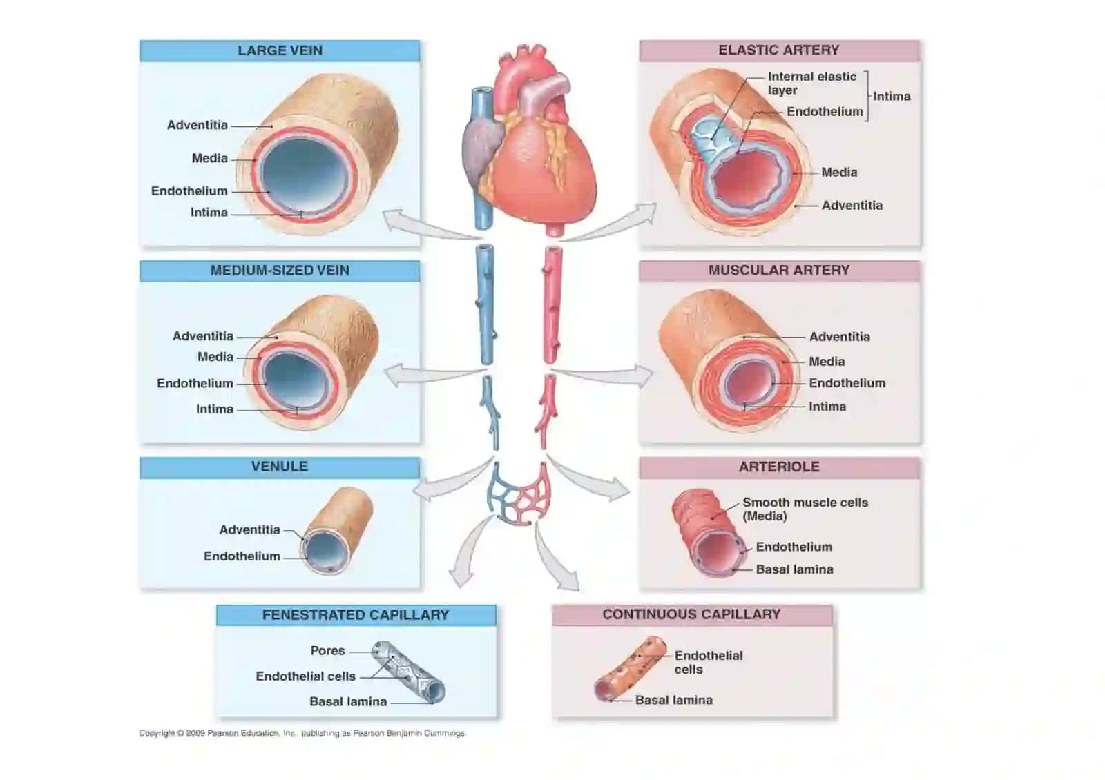 Cardiovascular system 2