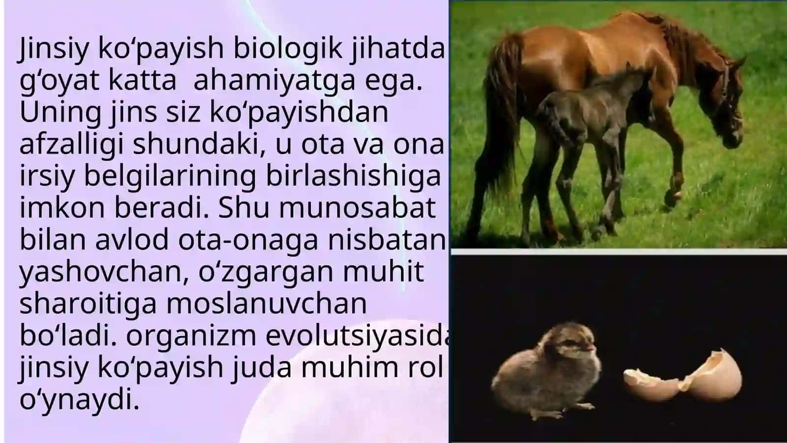 Jinsiyko‘payish biologiyasi 2
