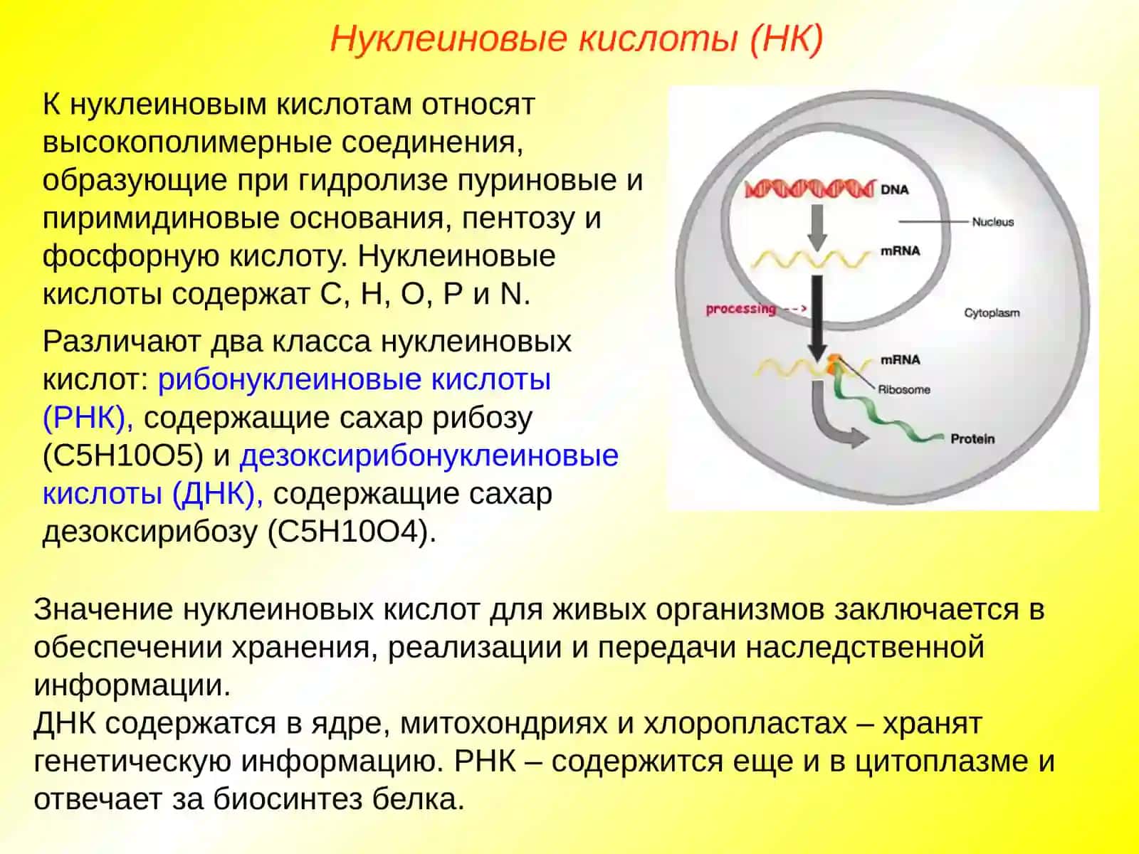Нуклеиновые кислоты. ДНК 2