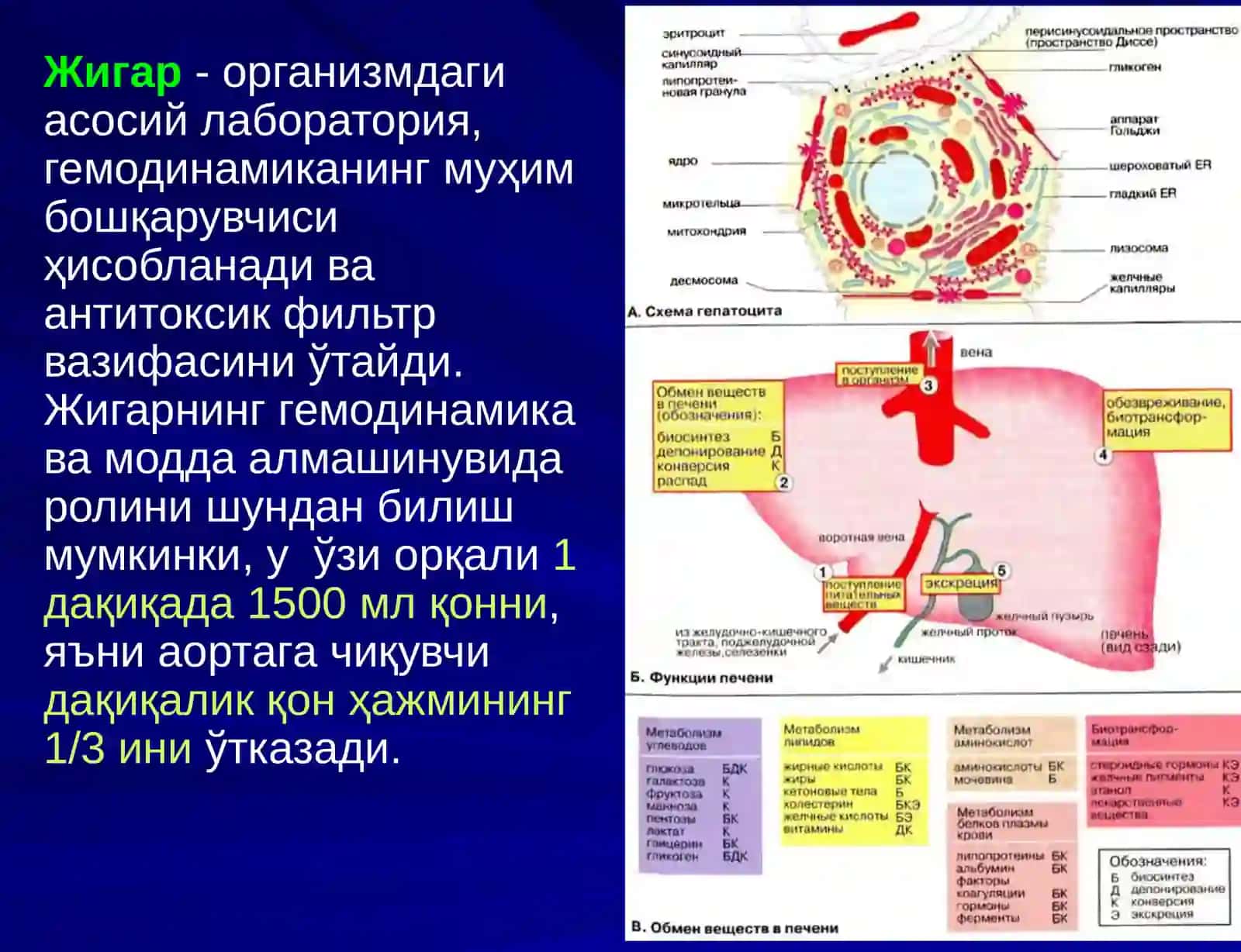 ЖИГАР, БИЛИАР ТИЗИМ ва ОШҚОЗОН ОСТИ БЕЗИ ЖАРРОҲЛИК АНАТОМИЯСИ 2