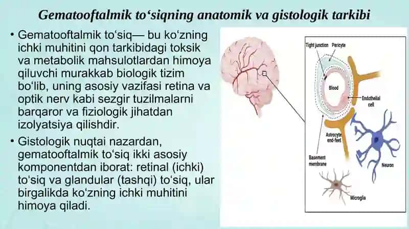 gematooftalmik toʻsiq tarkibi funksiyalari va buzilishlari 2
