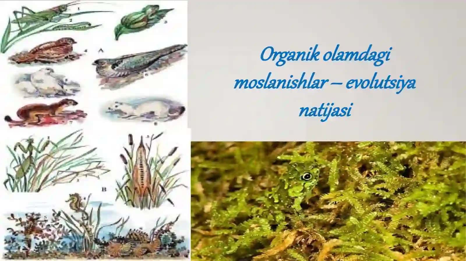 Organik olamdagi moslanishlar – evolutsiya natijasi 2