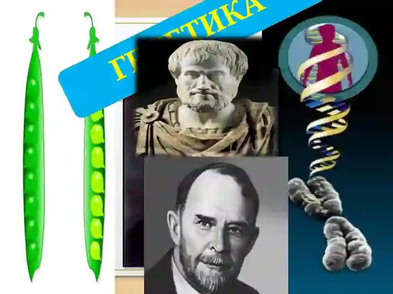ТИББИЙ ГЕНЕТИКАФАНИ, АСОСИЙ ТУШУНЧАЛАР, РИВОЖЛАНИШ ТАРИХИ ВАЎРГАНИШ УСУЛЛАРИ 2