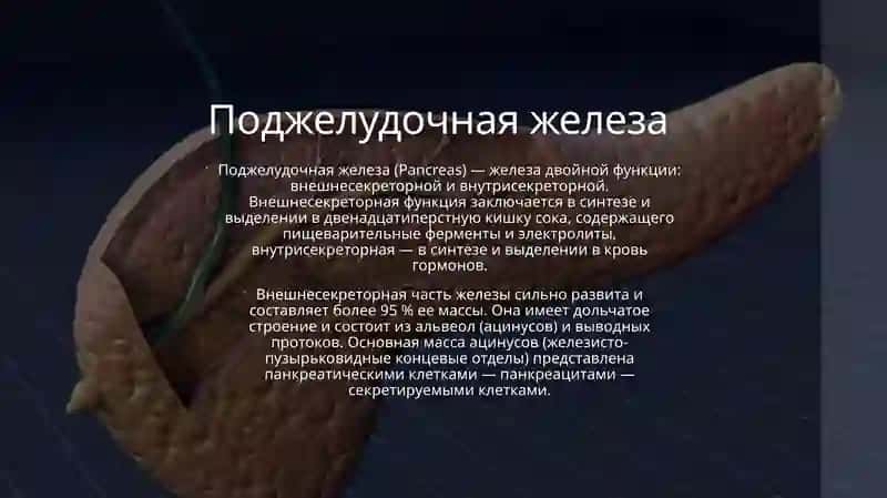 Физиология поджелудочной железы 2