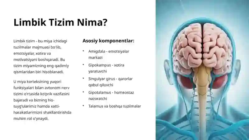 Limbik Tizim: Emotsiya, Xotira va Motivatsiyaning Markazi 2