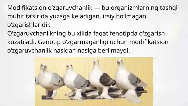 Modifikatsion O'zgaruvchanlik 2