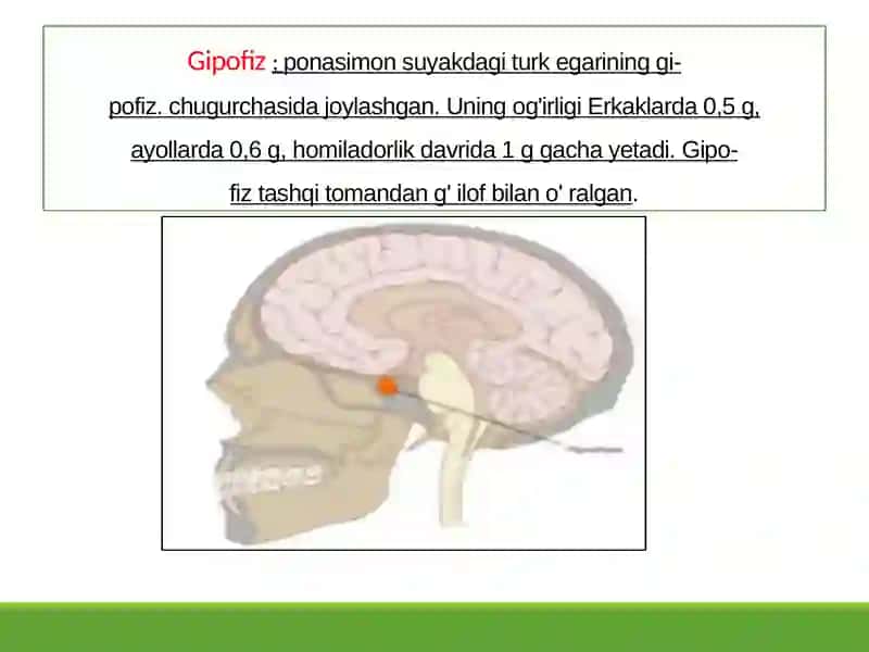 ENDOKIRN TIZIM ICHI SEKRITSIA BEZLARI TUZLISHI 2