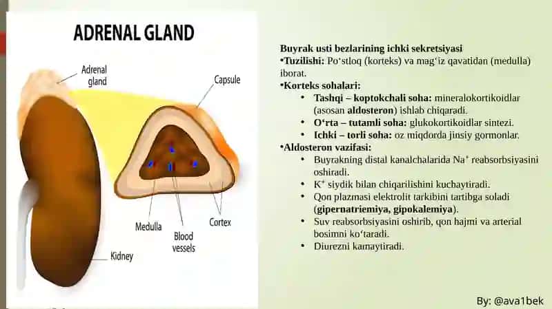 Buyrak usti bezi, Meda osti bezi, Jinsiy bezlar fiziologiyasi 2