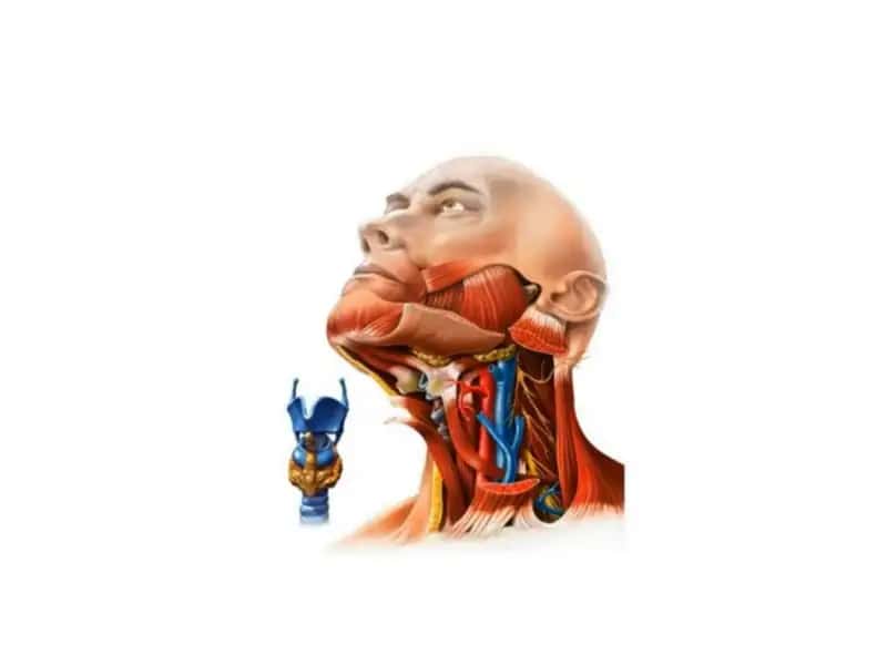 Bo'yin topografik anatomiyasi 2