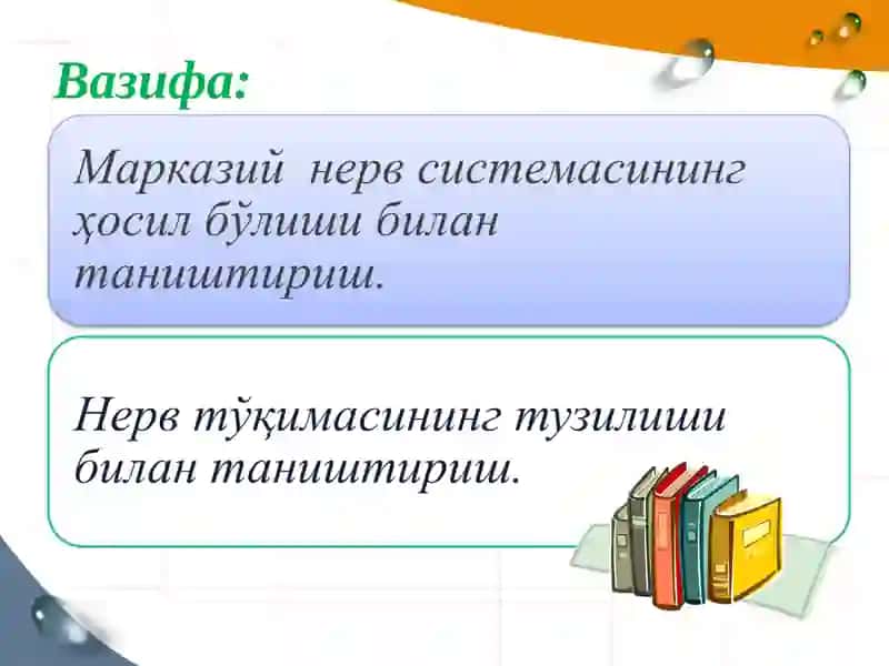 Нервтизими онтогенези 2