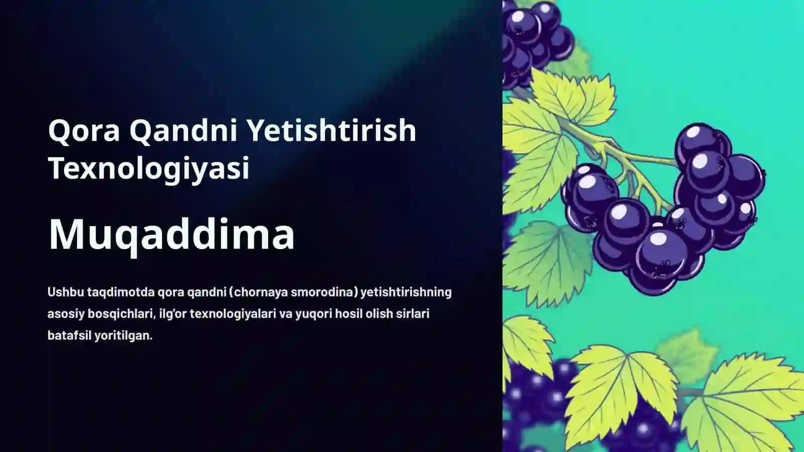 Qora Qandni Yetishtirish Texnologiyasi 2